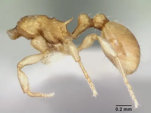 Eutetramorium parvum specimen CASENT0173546 image casent0173546_4
