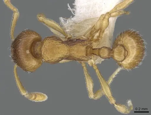 Eutetramorium parvum specimen CASENT0195002 image casent0195002_1