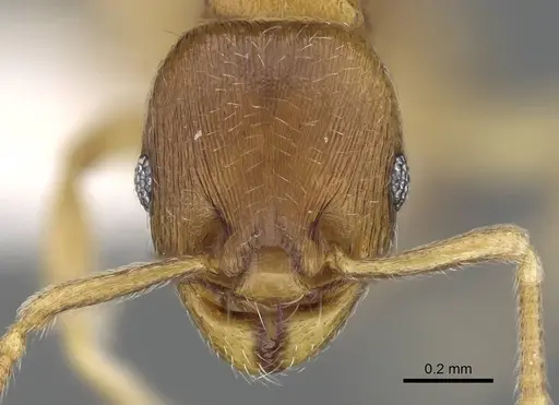 Eutetramorium parvum specimen CASENT0195002 image casent0195002_2