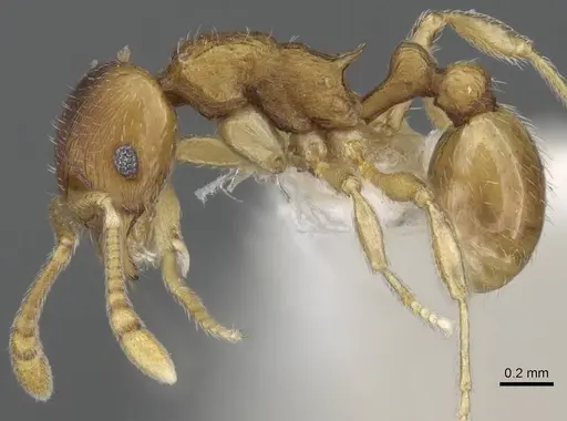 Eutetramorium parvum specimen CASENT0195002 image casent0195002_3