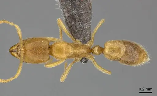 Fisheropone ambigua specimen CASENT0235606 image casent0235606_1