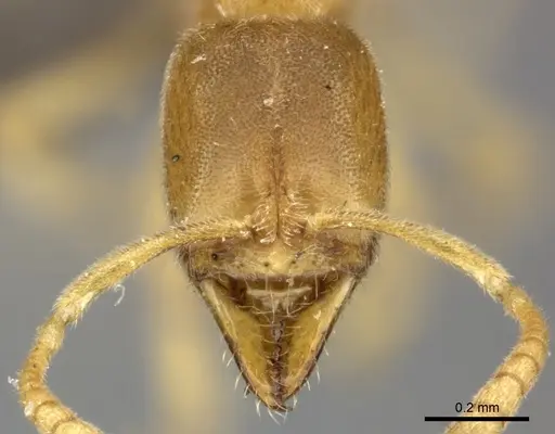Fisheropone ambigua specimen CASENT0235606 image casent0235606_2