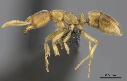 Fisheropone ambigua specimen CASENT0235606 image casent0235606_3