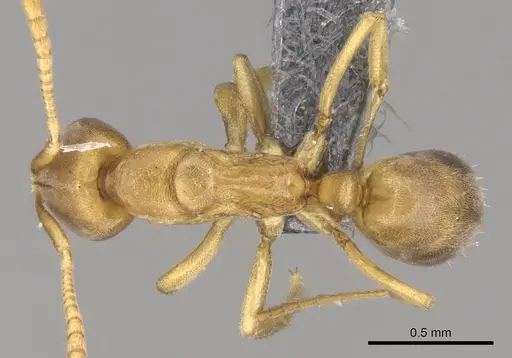 Fisheropone ambigua specimen CASENT0289205 image casent0289205_1