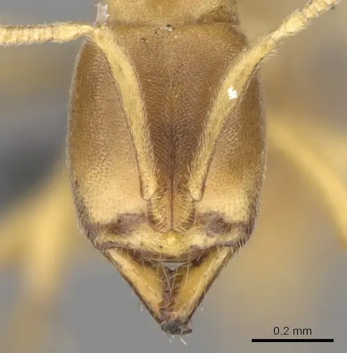 Fisheropone ambigua specimen CASENT0289205 image casent0289205_2