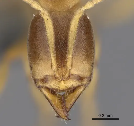 Fisheropone ambigua specimen CASENT0290558 image casent0290558_2
