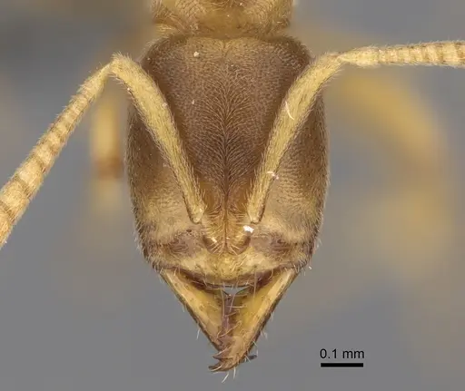Fisheropone ambigua specimen CASENT0295217 image casent0295217_2
