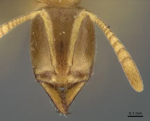 Fisheropone ambigua specimen CASENT0774577 image casent0774577_2