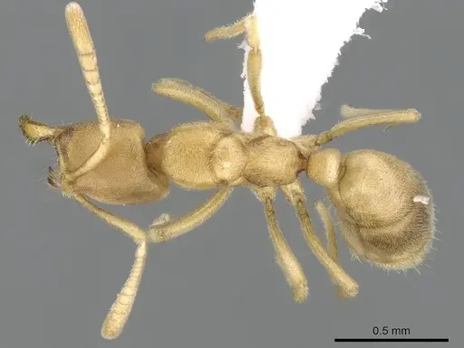Fisheropone ambigua specimen CASENT0906209 image casent0906209_1