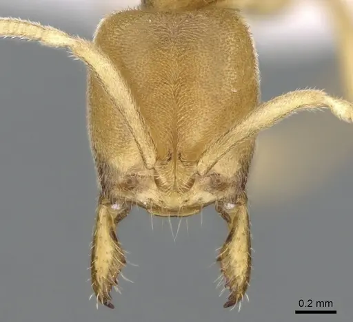 Fisheropone ambigua specimen CASENT0906209 image casent0906209_2
