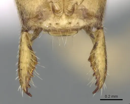 Fisheropone ambigua specimen CASENT0906209 image casent0906209_3