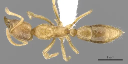 Fisheropone ambigua specimen CASENT0906215 image casent0906215_1