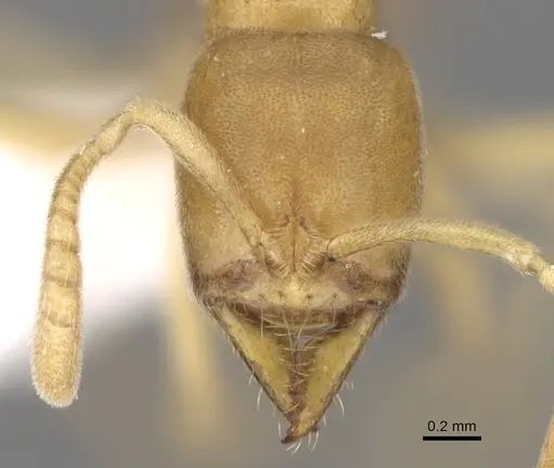 Fisheropone ambigua specimen CASENT0906216 image casent0906216_3