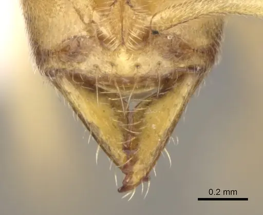 Fisheropone ambigua specimen CASENT0906216 image casent0906216_4
