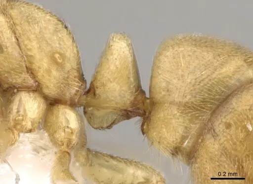Fisheropone ambigua specimen CASENT0906216 image casent0906216_6
