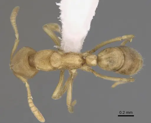 Fisheropone ambigua specimen CASENT0923385 image casent0923385_1