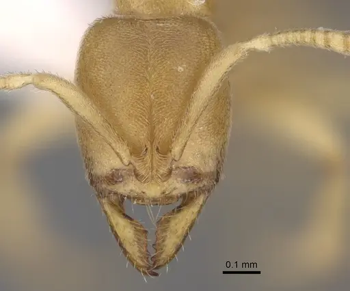 Fisheropone ambigua specimen CASENT0923385 image casent0923385_2