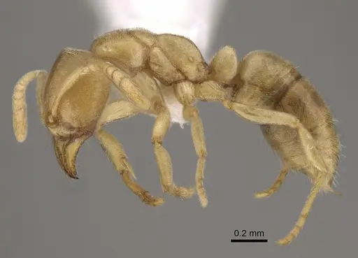 Fisheropone ambigua specimen CASENT0923385 image casent0923385_3