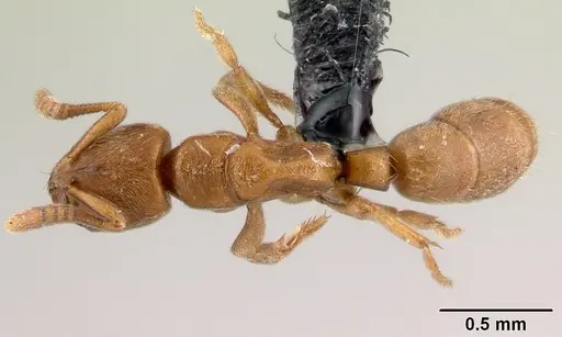 Fisheropone hartwigi specimen CASENT0217039 image casent0217039_1