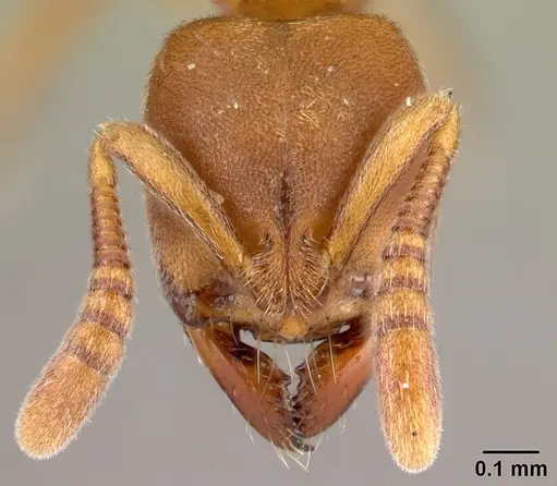 Fisheropone hartwigi specimen CASENT0217039 image casent0217039_2