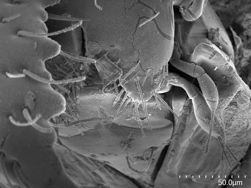 Fisheropone hartwigi specimen CASENT0217039 image casent0217039_3