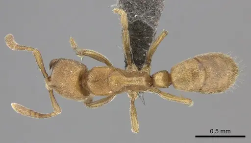 Fisheropone hartwigi specimen CASENT0235879 image casent0235879_1