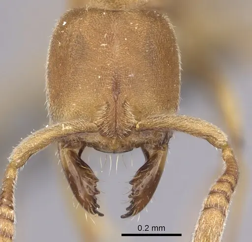 Fisheropone hartwigi specimen CASENT0235879 image casent0235879_2