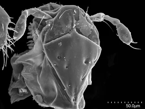 Fisheropone hartwigi specimen CASENT0251956 image casent0251956_1