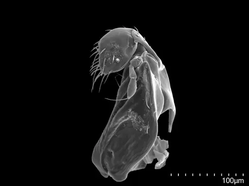 Fisheropone hartwigi specimen CASENT0251956 image casent0251956_2