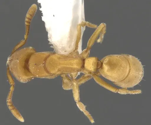 Fisheropone hartwigi specimen CASENT0900371 image casent0900371_1