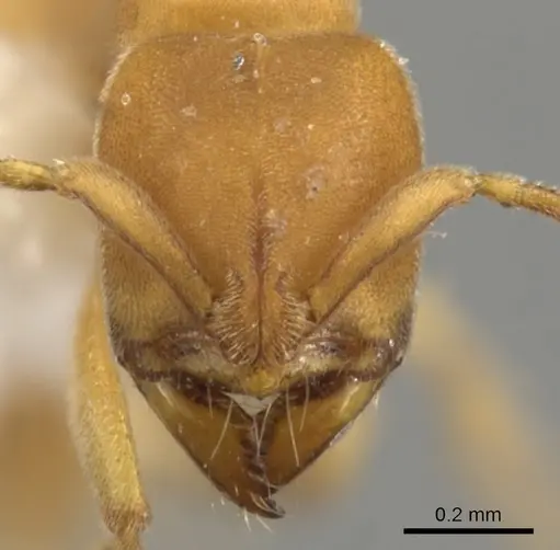 Fisheropone hartwigi specimen CASENT0900371 image casent0900371_2