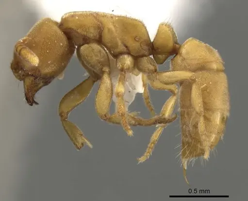 Fisheropone hartwigi specimen CASENT0900371 image casent0900371_4