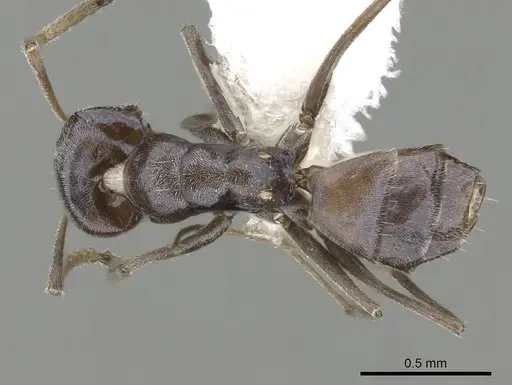 Forelius albiventris specimen CASENT0249689 image casent0249689_1