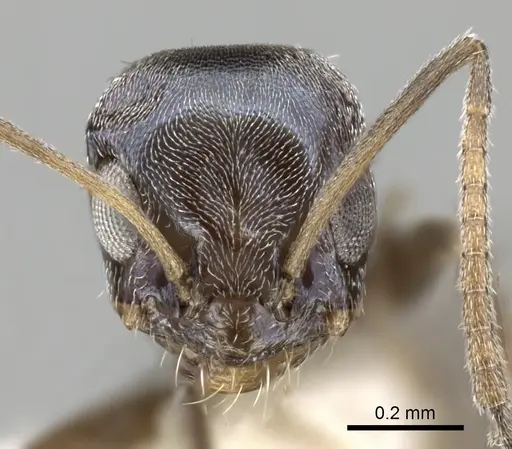 Forelius albiventris specimen CASENT0249689 image casent0249689_2