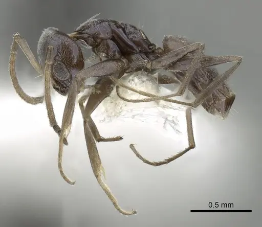 Forelius albiventris specimen CASENT0249689 image casent0249689_3