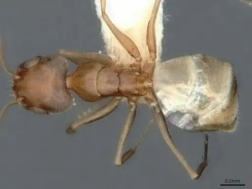 Forelius albiventris specimen CASENT0841236 image casent0841236_1
