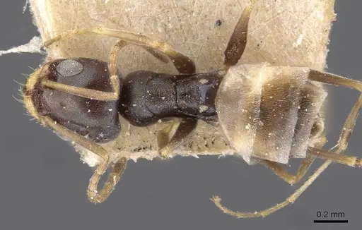 Forelius albiventris specimen CASENT0909712 image casent0909712_1