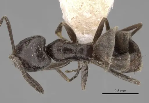 Forelius antarcticus specimen CASENT0249758 image casent0249758_1