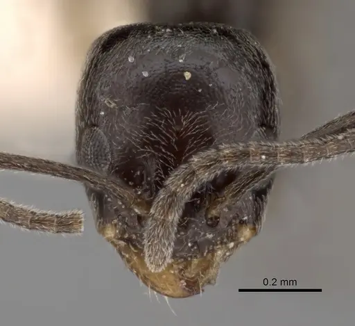 Forelius antarcticus specimen CASENT0249758 image casent0249758_2