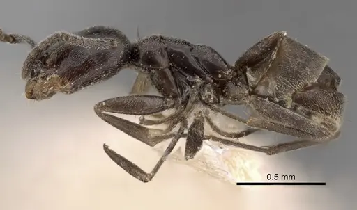 Forelius antarcticus specimen CASENT0249758 image casent0249758_3