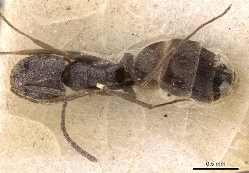 Forelius antarcticus specimen CASENT0907582 image casent0907582_1