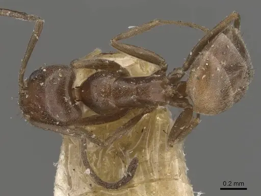 Forelius antarcticus specimen CASENT0909784 image casent0909784_1