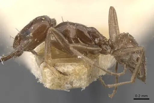 Forelius antarcticus specimen CASENT0909784 image casent0909784_3