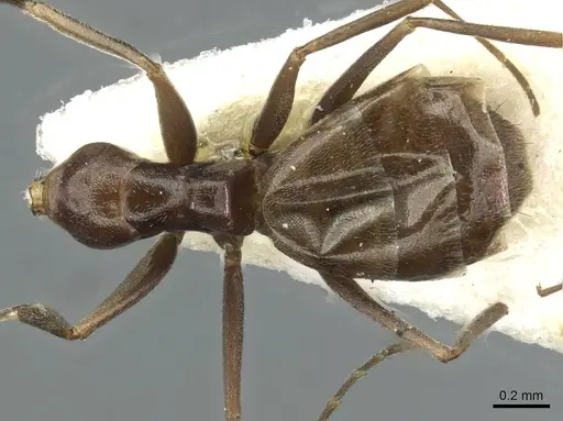 Forelius antarcticus specimen CASENT0911575 image casent0911575_1