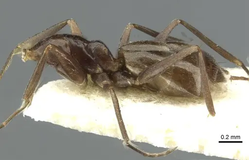 Forelius antarcticus specimen CASENT0911575 image casent0911575_2