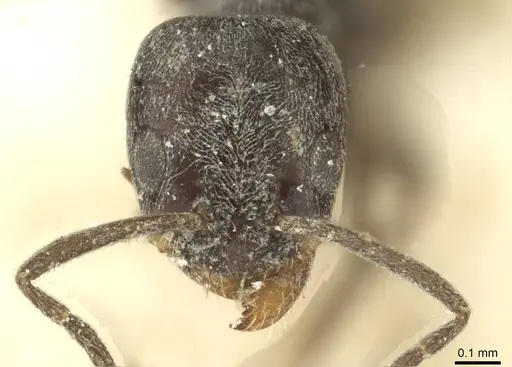 Forelius antarcticus specimen CASENT0911576 image casent0911576_2