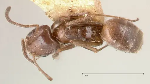 Forelius antarcticus specimen FOCOL0717 image focol0717_1