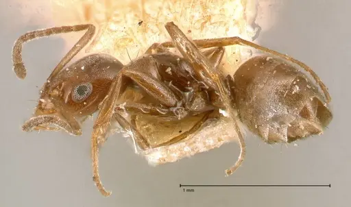 Forelius antarcticus specimen FOCOL0717 image focol0717_3