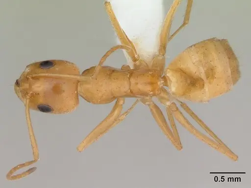 Forelius brasiliensis specimen CASENT0173737 image casent0173737_1