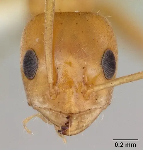 Forelius brasiliensis specimen CASENT0173737 image casent0173737_2